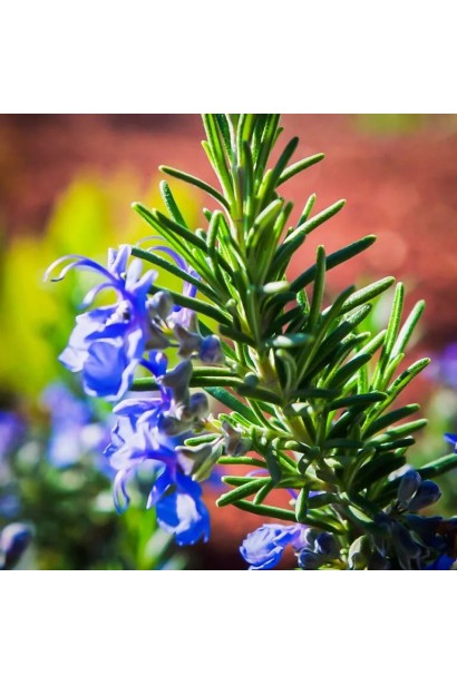 Листя розмарину Блю Вінтер – блискуче і вузьке